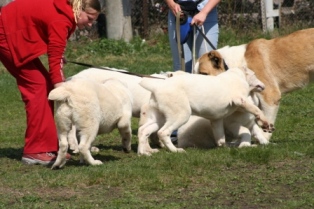 Среднеазиатская  овчарка - щенки